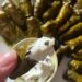 how to make dolmadakia